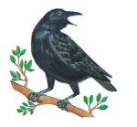 crow